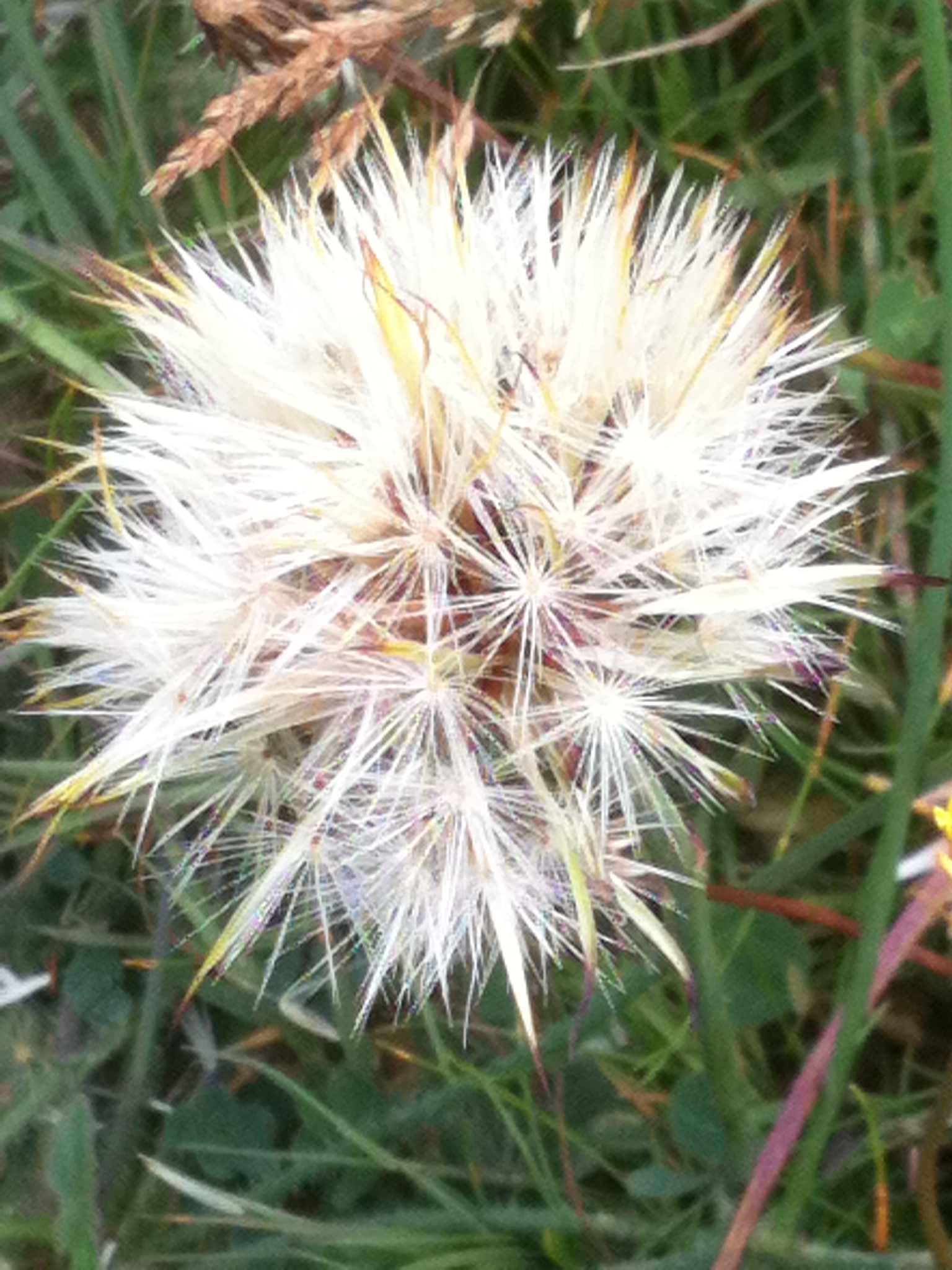 Seedhead Trevone