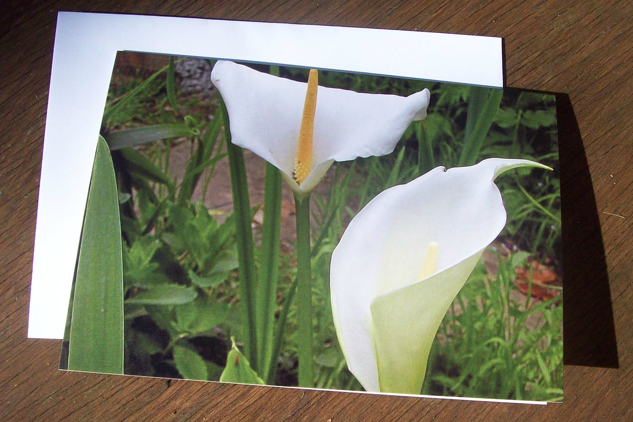 Arum Lilies