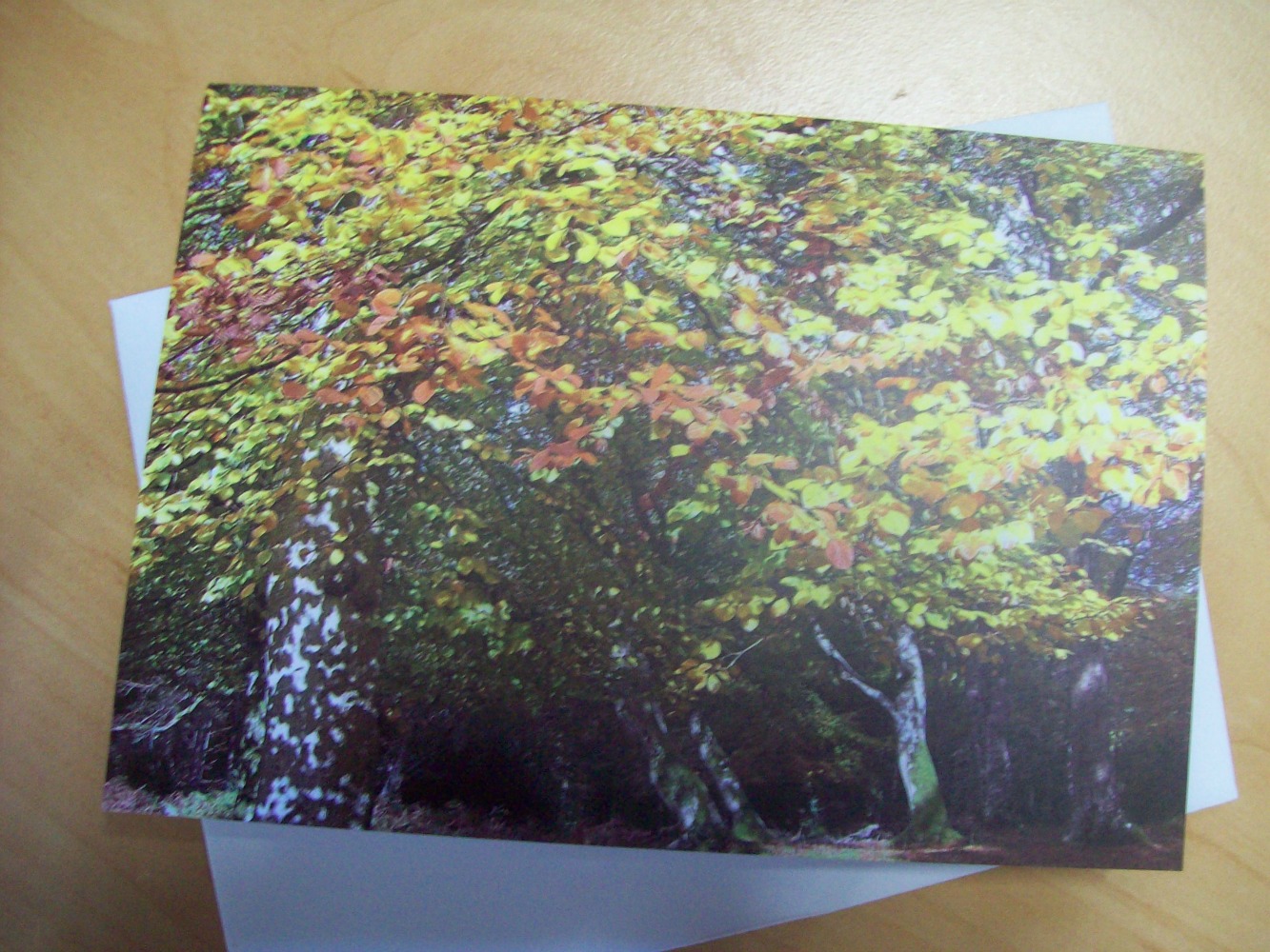 Autumn COlour
