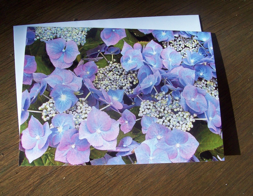 Blue Hydrangea
