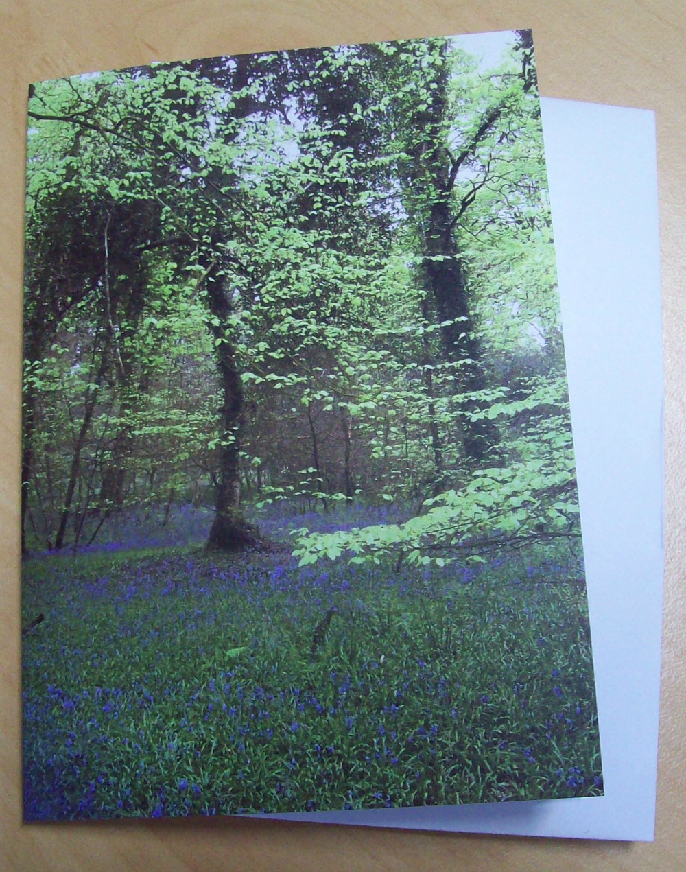 Bluebell Wood
