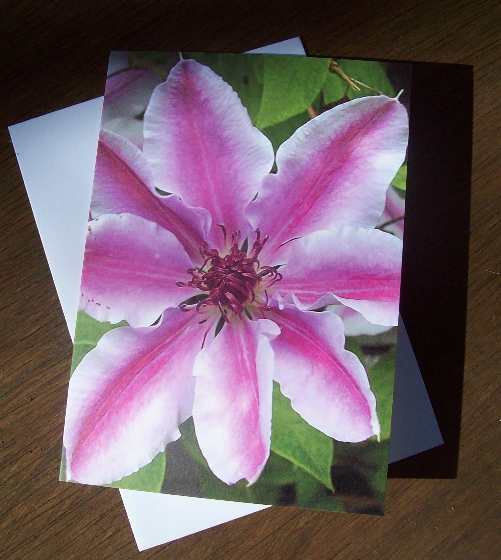 Clematis
