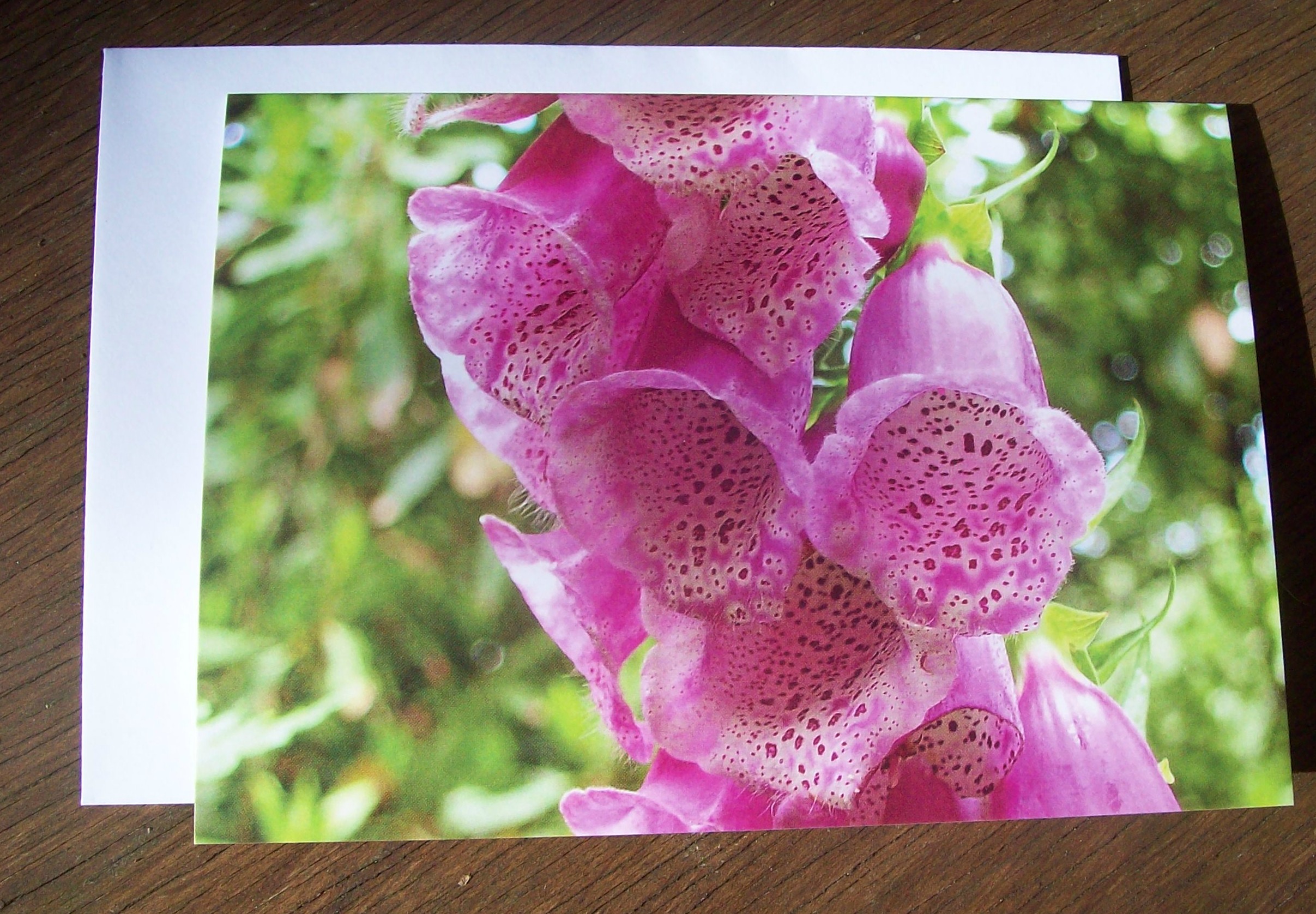Foxglove