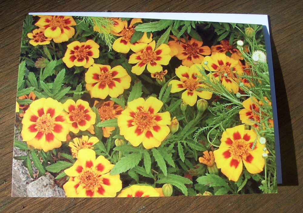 French Marigolds