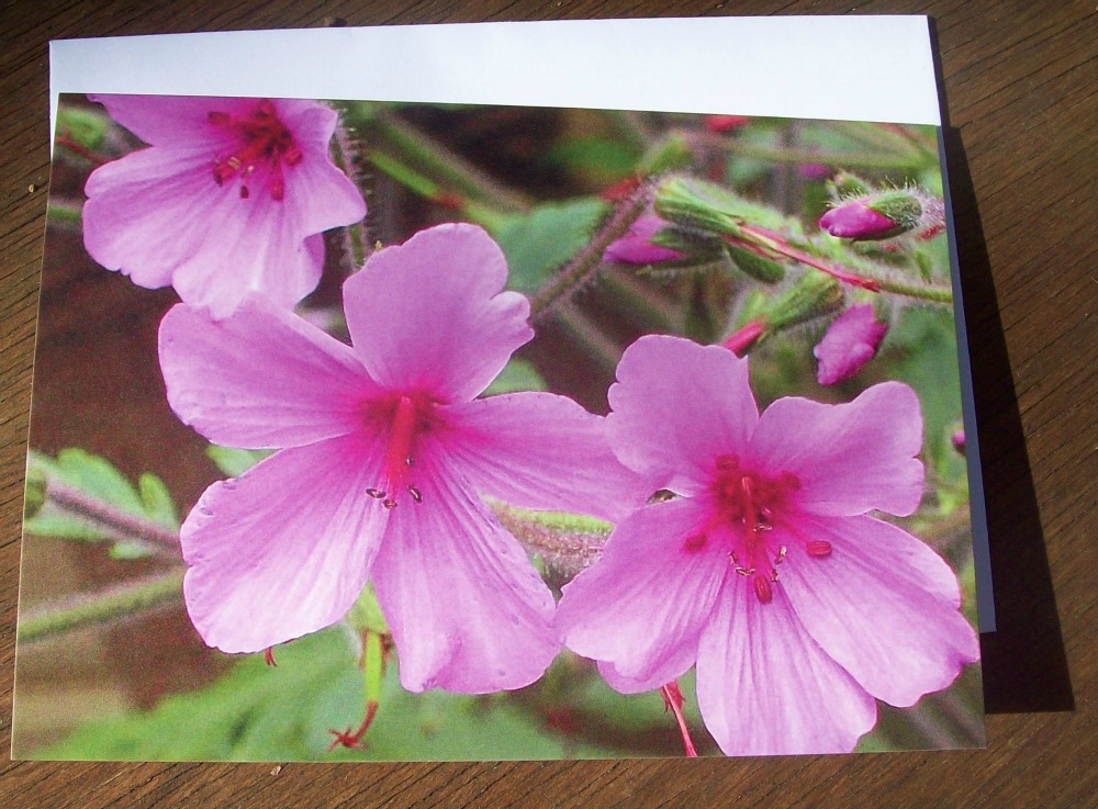 Geranium maderense