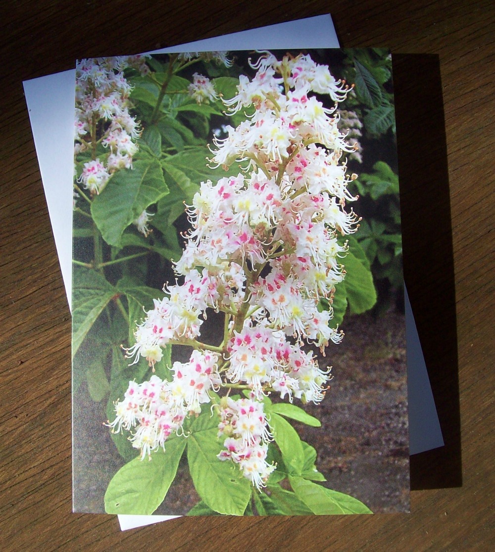 Horse Chestnut