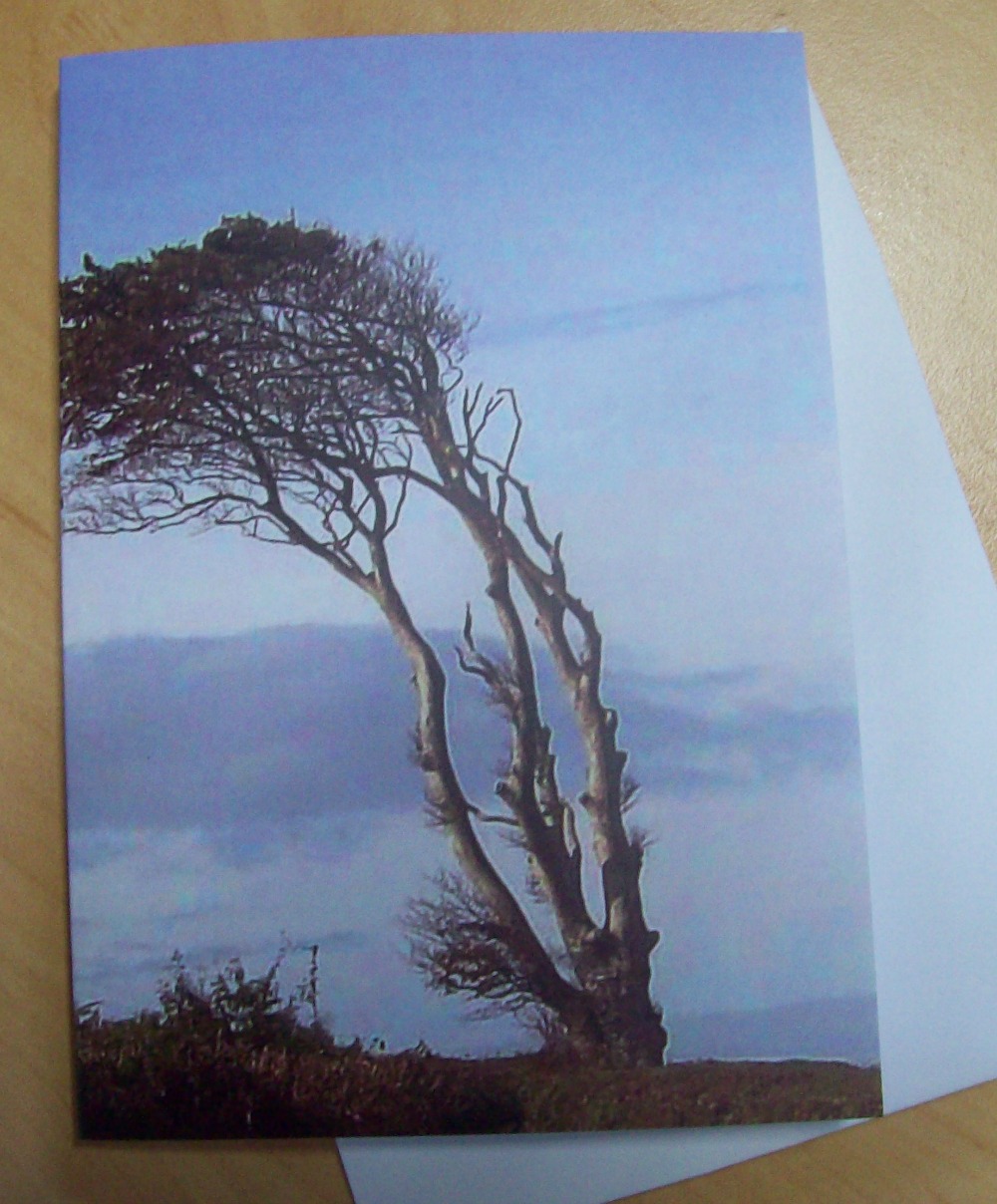 Lone Beech Tree