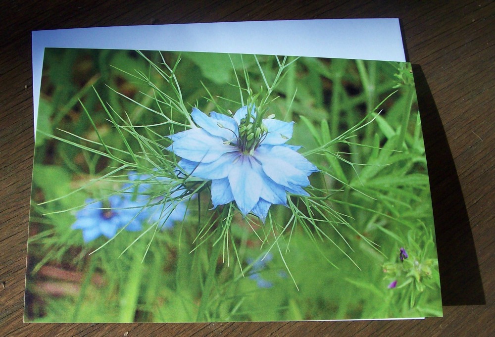 Love in a Mist