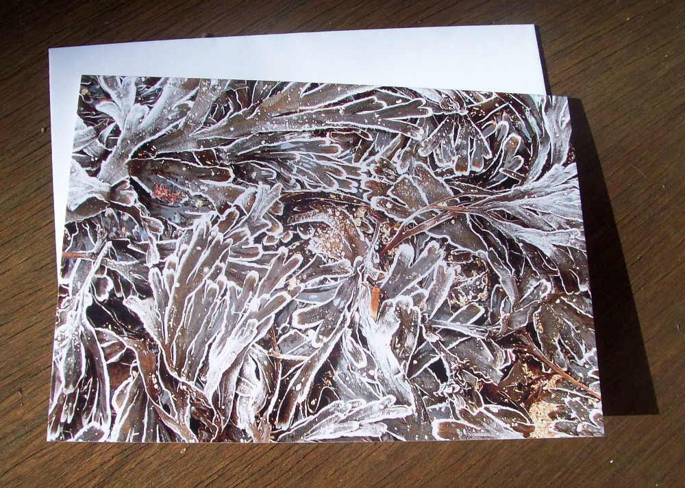 Seaweed with frost