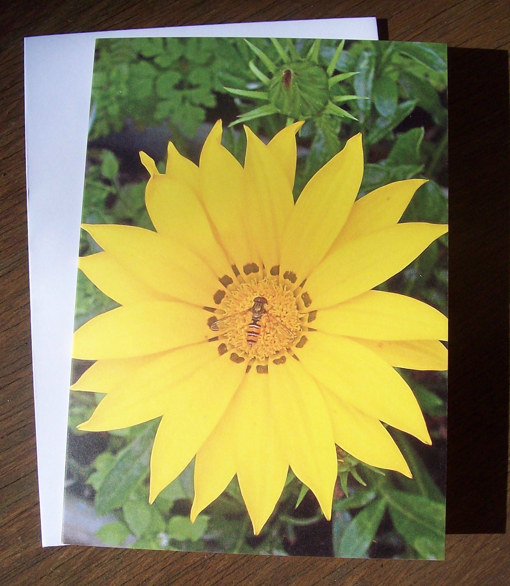 Yellow flower and hover fly