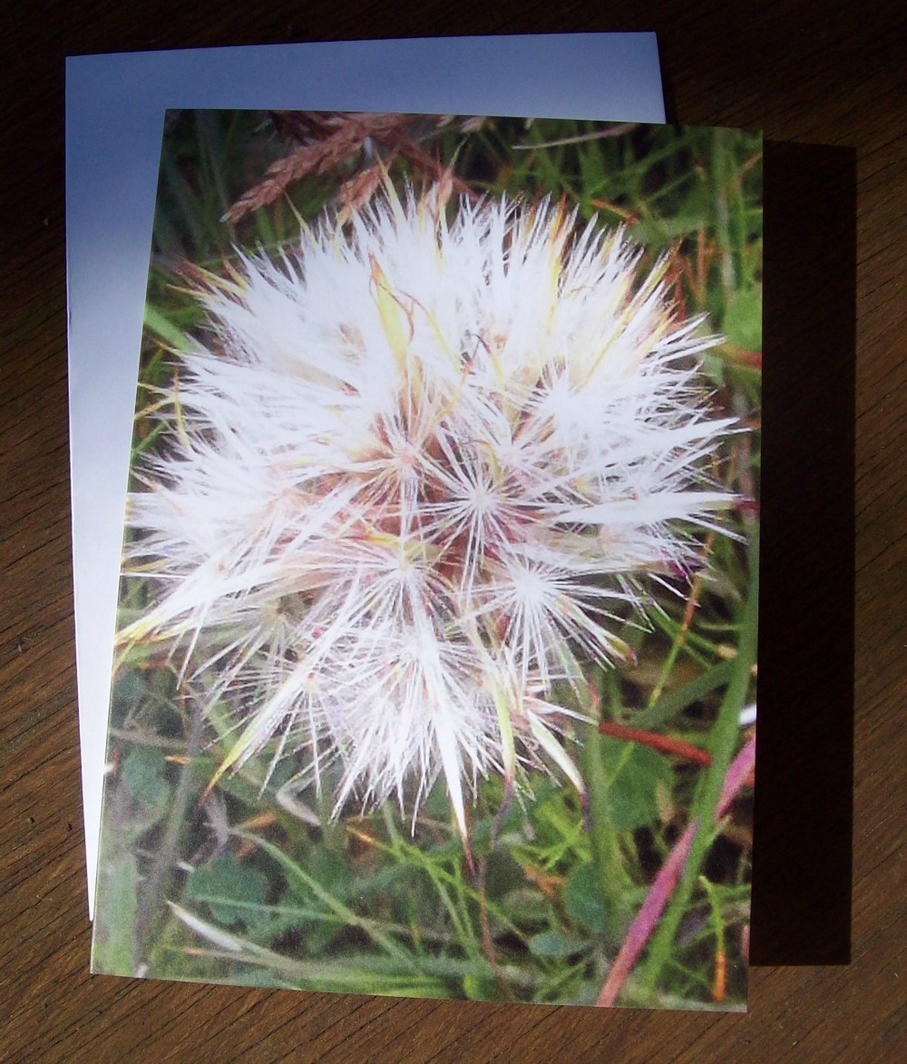 seedhead
