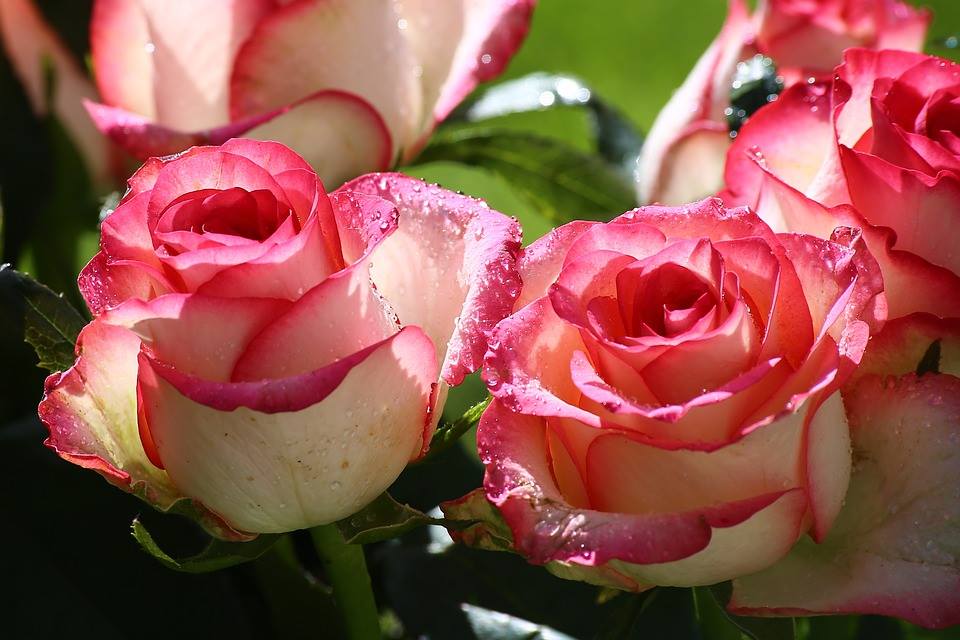 flowering rose