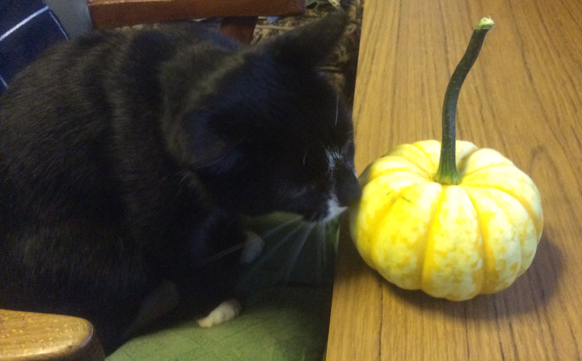 curious cat